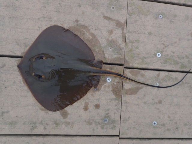 海 刺毒魚 魚に刺されたとき 資産運用でセミリタイアしてアウトドアライフを楽しみたい医師のブログ