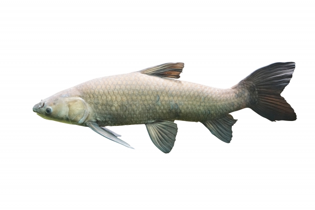 食べると危険な川魚 毒のある川魚 資産運用でセミリタイアしてアウトドアライフを楽しみたい医師のブログ