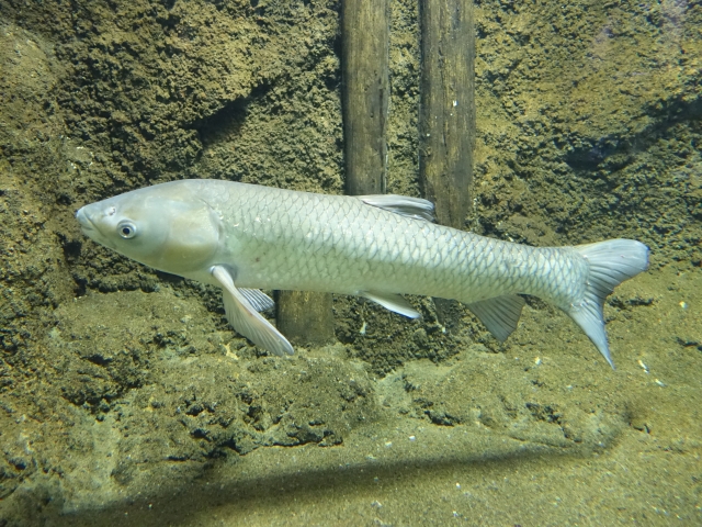 食べると危険な川魚 毒のある川魚 資産運用でセミリタイアしてアウトドアライフを楽しみたい医師のブログ