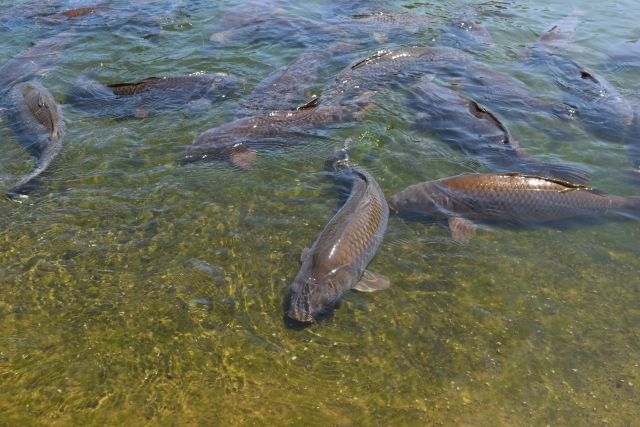 食べると危険な川魚 毒のある川魚 資産運用でセミリタイアしてアウトドアライフを楽しみたい医師のブログ